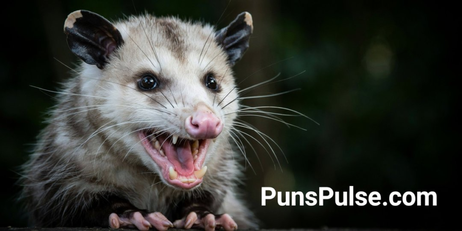 300+ Hilarious Opossum Puns That’ll Make You Play Dead Laughing
